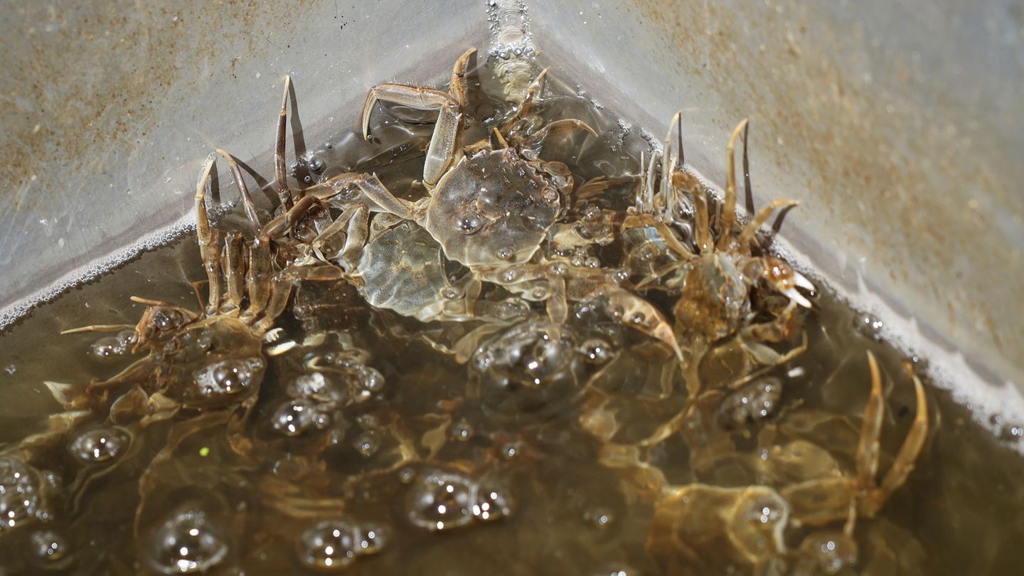 Natur: Fischer: Deutlich weniger Wollhandkrabben in der Elbe