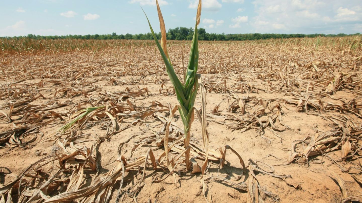 WMO: Temperaturen in nächsten Jahren höchstwahrscheinlich weiter auf Rekordniveau