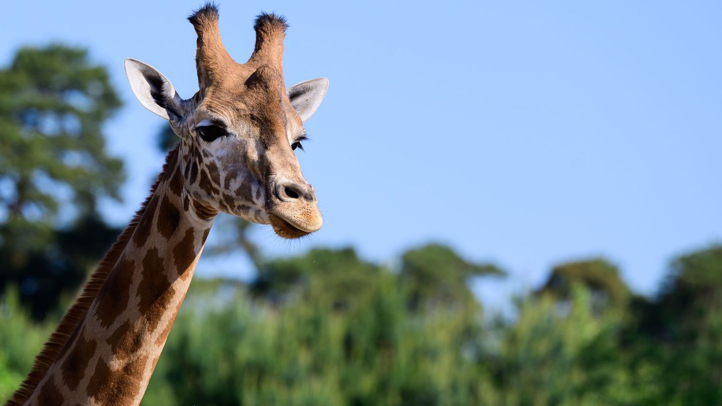 Bedrohte Tierarten: Einzigartig: Drei Giraffenarten in Serengeti