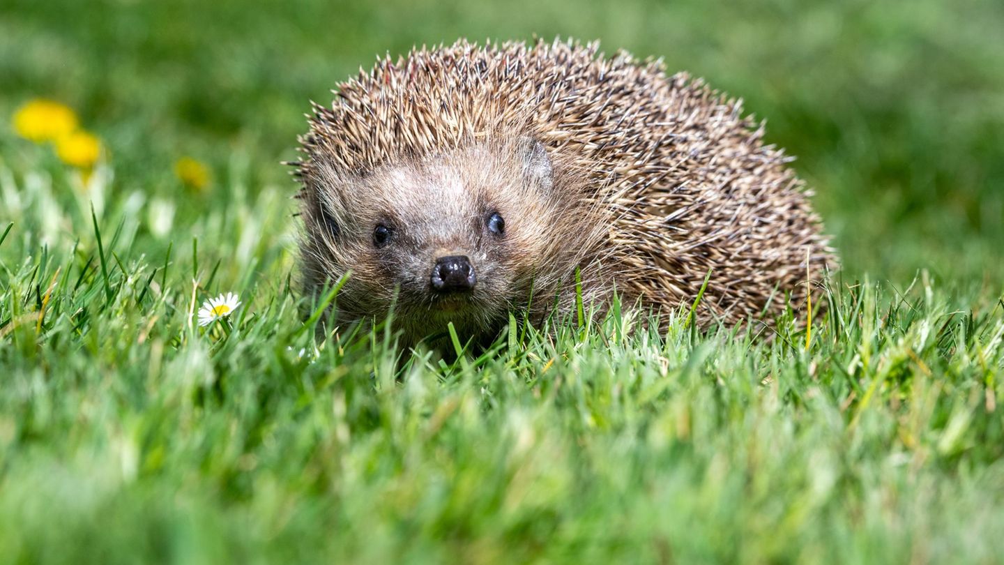 Streit um Artenschutz: Hundehalterin und Frau schlagen sich wegen Igel