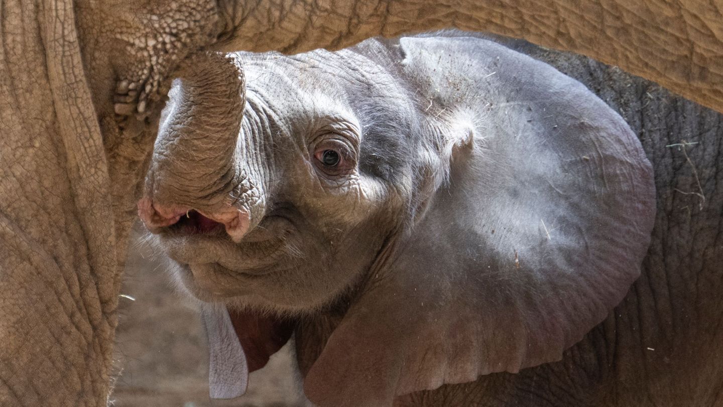 Tierischer Nachwuchs: Elefanten-Baby „Kaja“ im Opel-Zoo vorgestellt