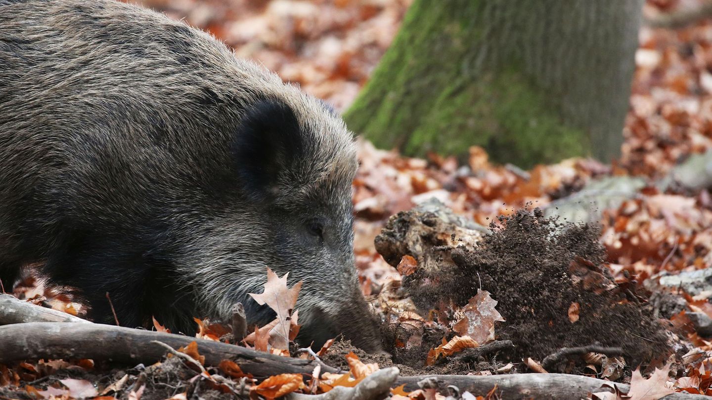 Tierkrankheiten: Erster Verdachtsfall auf Afrikanische Schweinepest in NRW